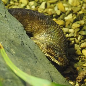 Children’s python (Antaresia childreni), 2022-09-12