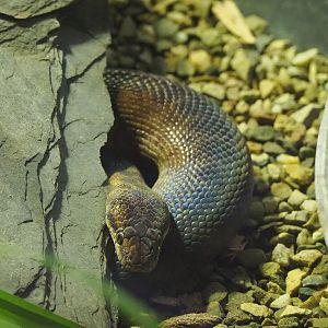 Children’s python (Antaresia childreni), 2022-09-12