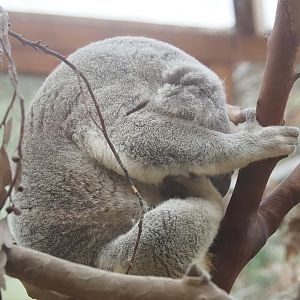 Koala (Phascolarctos cinereus), 2022-09-12
