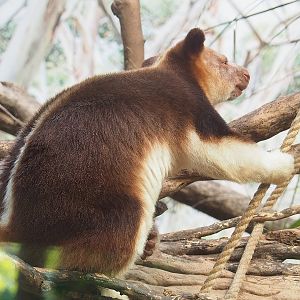 Goodfellow's tree kangaroo (Dendrolagus goodfellowi buergersi), 2022-09-12