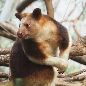 Goodfellow's tree kangaroo (Dendrolagus goodfellowi buergersi), 2022-09-12