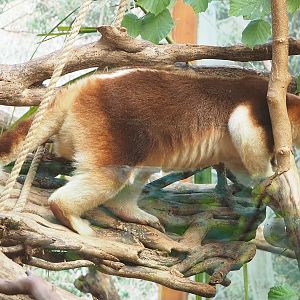 Goodfellow's tree kangaroo (Dendrolagus goodfellowi buergersi), 2022-09-12
