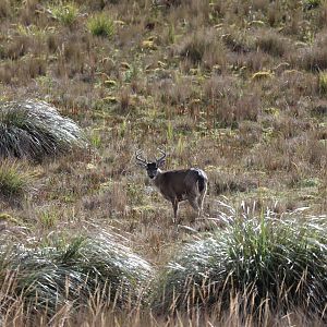 Ecuador White-tailed Deer (Odocoileus virginianus ustus)