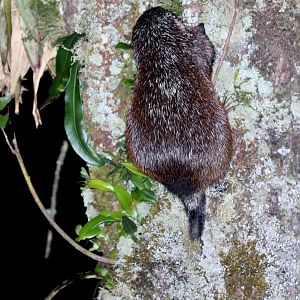 stump-tailed porcupine (Coendou rufescens)