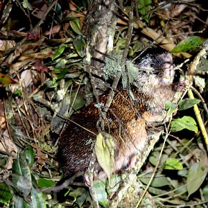 stump-tailed porcupine (Coendou rufescens)