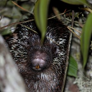 stump-tailed porcupine (Coendou rufescens)