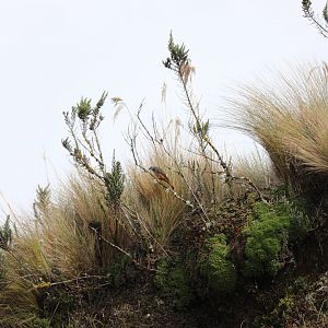 Red-rumped Bush-Tyrant (Cnemarchus erythropygius)