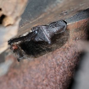 montane myotis (Myotis oxyotus)
