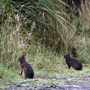 Andean tapeti (Sylvilagus andinus)