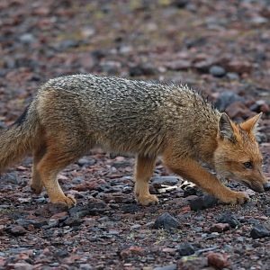 culpeo (Lycalopex culpaeus)