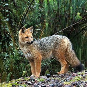 culpeo (Lycalopex culpaeus)