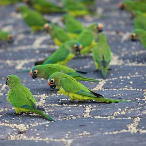 peach-fronted parakeet (Eupsittula aurea)
