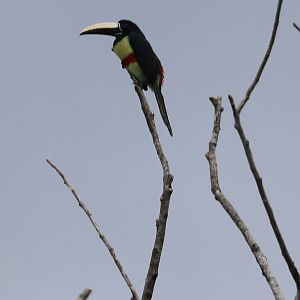 black-necked aracari (Pteroglossus aracari)