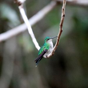 Andean emerald (Uranomitra franciae)