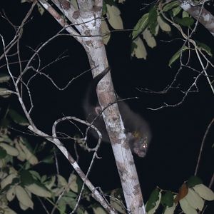 Bahia porcupine (Coendou insidiosus)