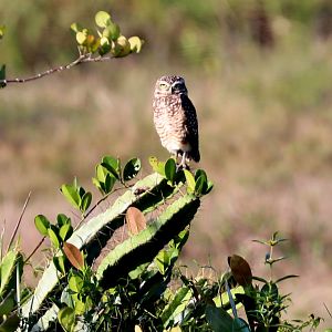 burrowing owl (Athene cunicularia)