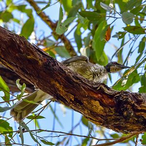 Noisy Friarbird