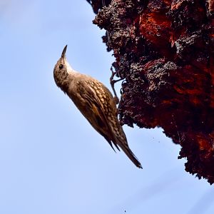 White-throated Treecreeper