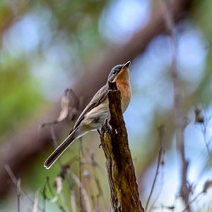 Leaden Flycatcher