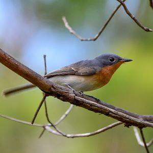 Leaden Flycatcher