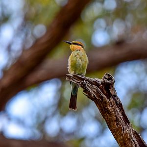 Rainbow Bee-eater
