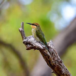 Rainbow Bee-eater