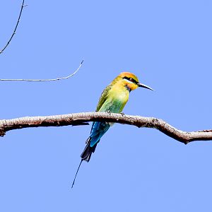 Rainbow Bee-eater