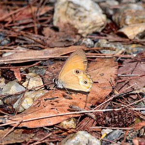 Orange Ringlet, Hypocysta adiante