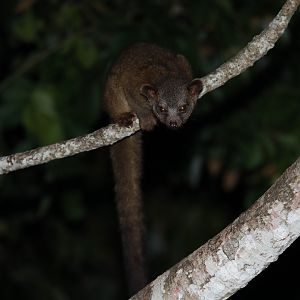 western lowland olingo (Bassaricyon medius)