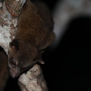 western lowland olingo (Bassaricyon medius)