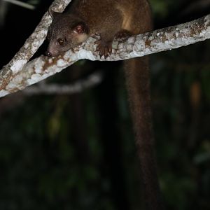 western lowland olingo (Bassaricyon medius)