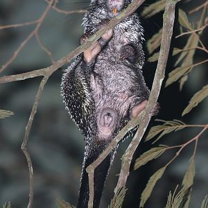 Andean porcupine (Coendou quichua)