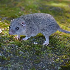 Grey short-tailed opossum