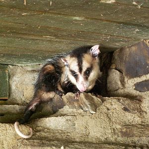 White-eared opossum