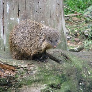 Gambian Mongoose
