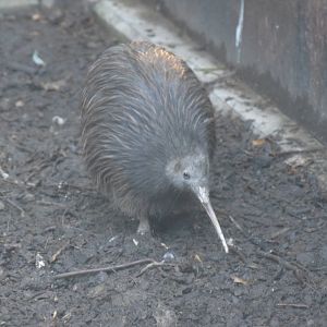 Brown Kiwi