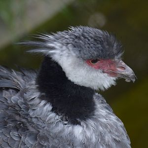 Northern screamer