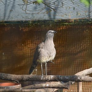 Black-legged Seriema
