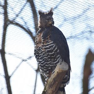 Crowned eagle