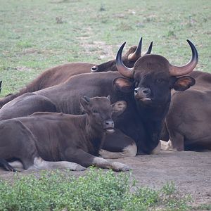 Indian Gaur