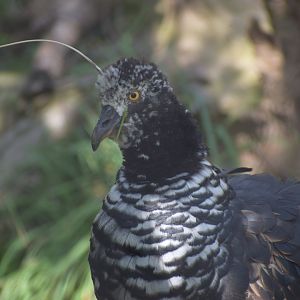 Horned Screamer