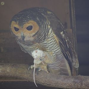 Spotted wood owl