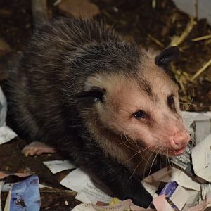 Virginia Opossum