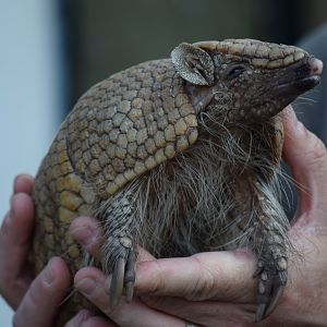 Southern three-banded armadillo