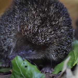 Greater hedgehog tenrec