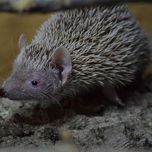 Lesser hedgehog tenrec