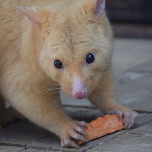 Tasmanian Golden Possum
