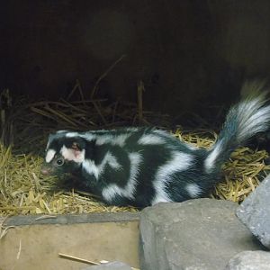 Spotted Skunk