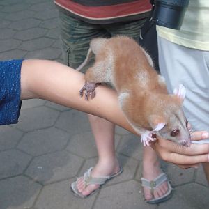 Derby's woolly opossum