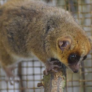 Goodman's mouse lemur